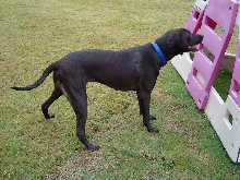 Help with Breed
