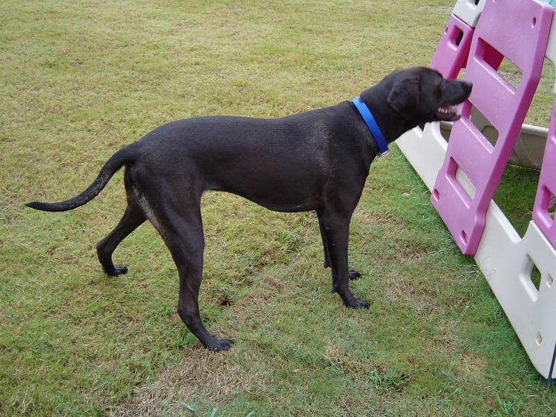 Help with Breed