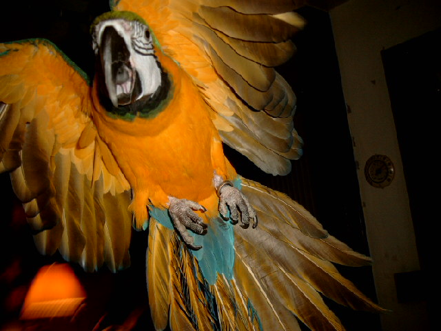 mellow in flight