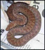 red childrens yearling