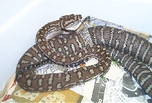 Female bredli shedding