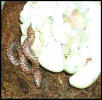 childrens pythons hatching