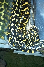 jungles breeding