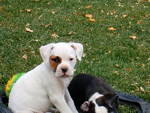 Umlaufs Sweet Patch Female