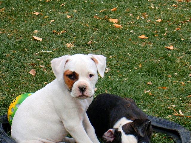Umlaufs Sweet Patch Female
