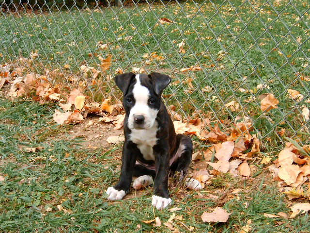 Umlaufs 2 patch Female