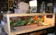 Beardie Tank