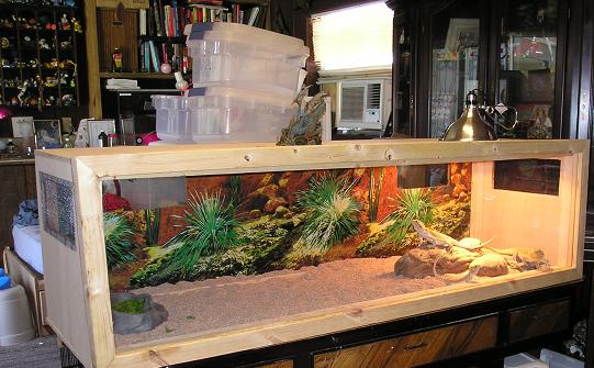 Beardie Tank