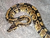 Zar 8