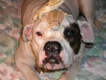 Maui and my bearded dragons