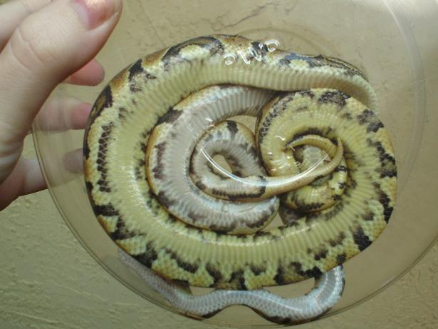 Yellowbelly?