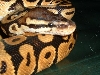 Close up of pastel