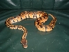 Another of my pastel