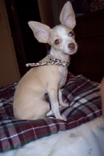 Aye Chihuahua!!!!