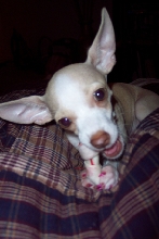 Chewy Chi