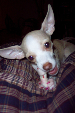 Chewy Chi