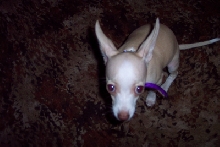 Shy Chi