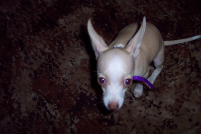 Shy Chi