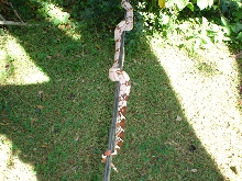 Female suriname few days after shed