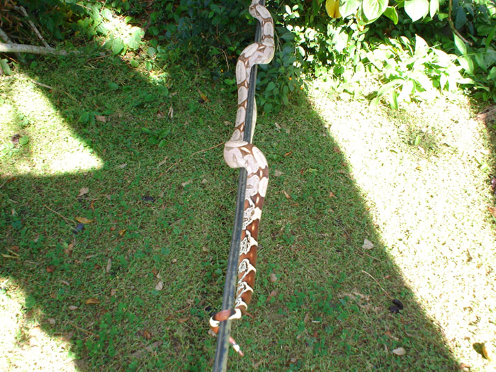 Female suriname few days after shed