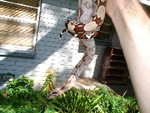 Female suriname few days after shed.2