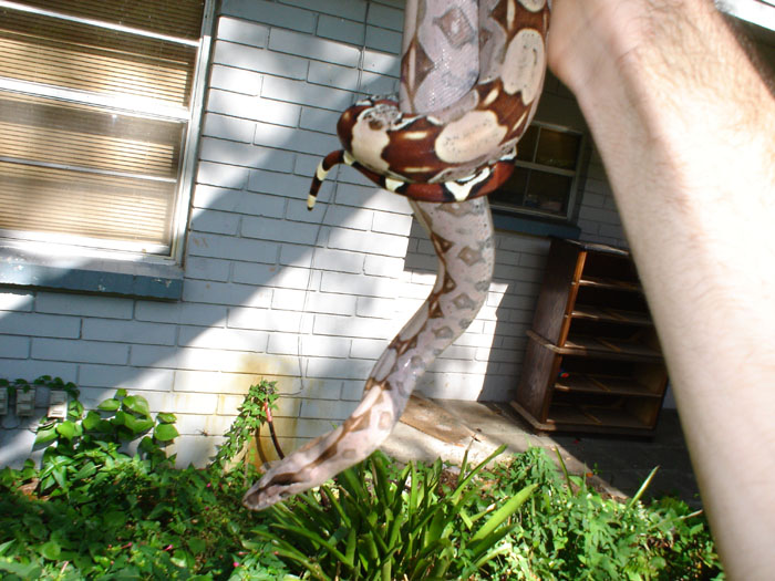Female suriname few days after shed.2