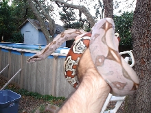 Female suriname few days after shed.3.