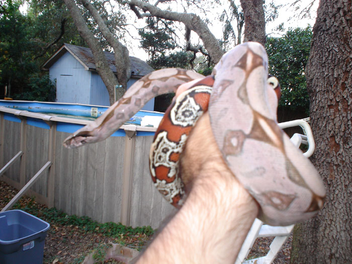 Female suriname few days after shed.3.