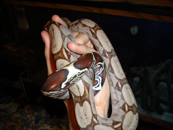Female suriname