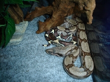 new suriname soon to shed