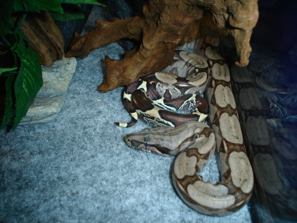 new suriname soon to shed