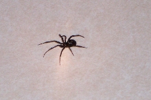 Any one know what kind this is?
