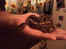 Ball Python; Lenore