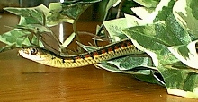 male garter ssp