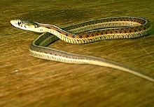 female garter ssp.
