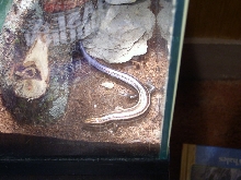 Five-Lined Skink