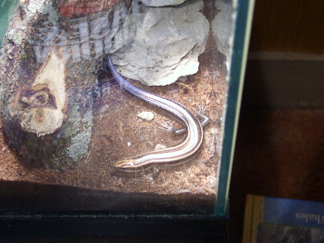 Five-Lined Skink