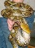 Snakeskin Bracelet
