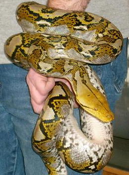 Snakeskin Bracelet