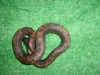 Calabar Ground Python