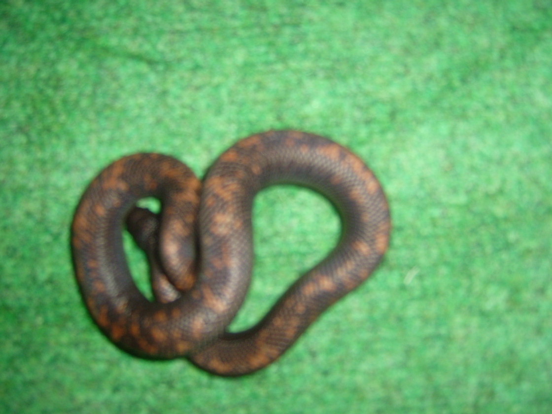 Calabar Ground Python