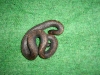 Calabar Ground Python