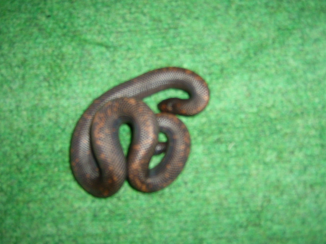 Calabar Ground Python