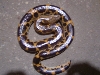 Female Saharan Sand boa #1