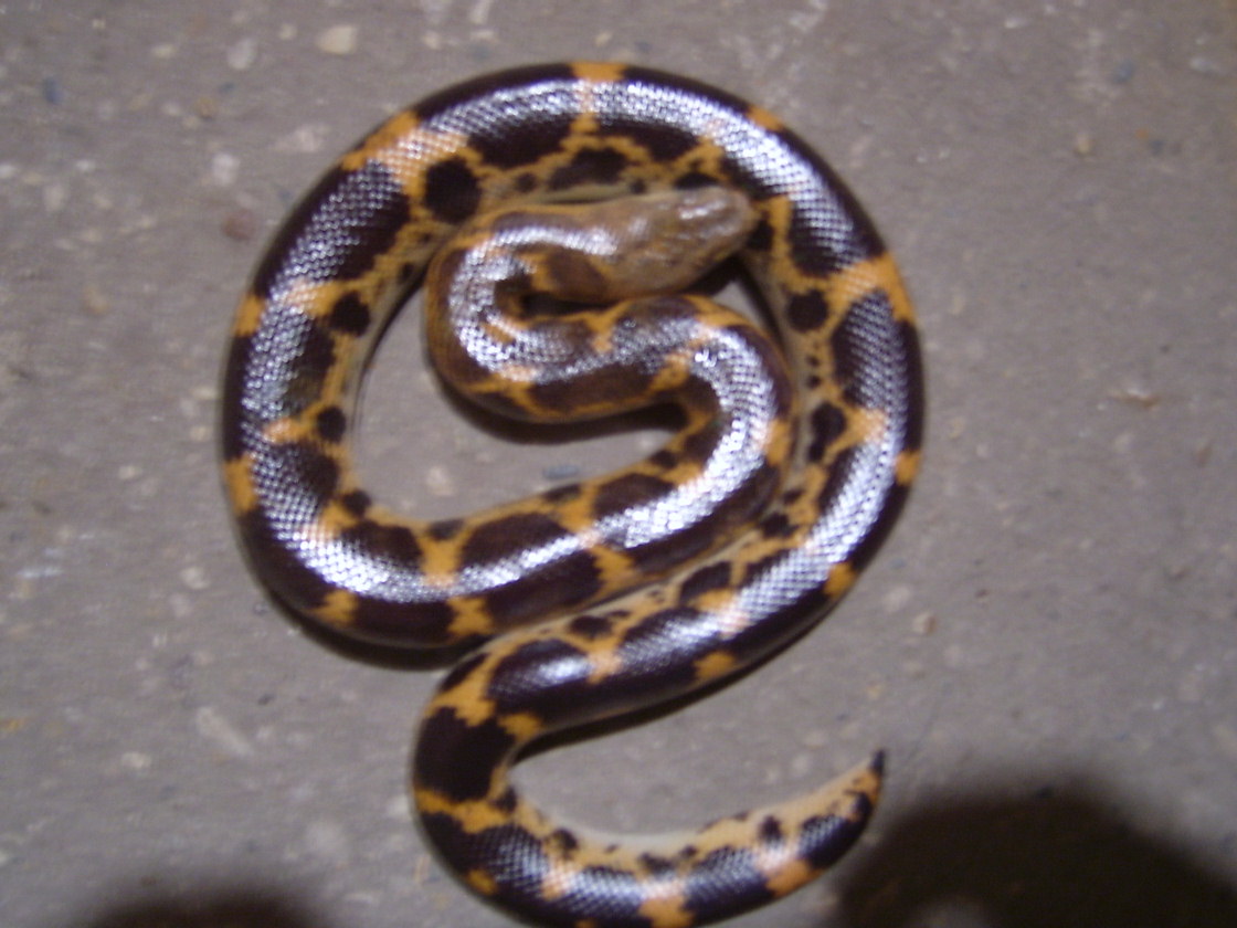 Female Saharan Sand boa #1