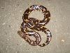 Male Saharan sand Boa