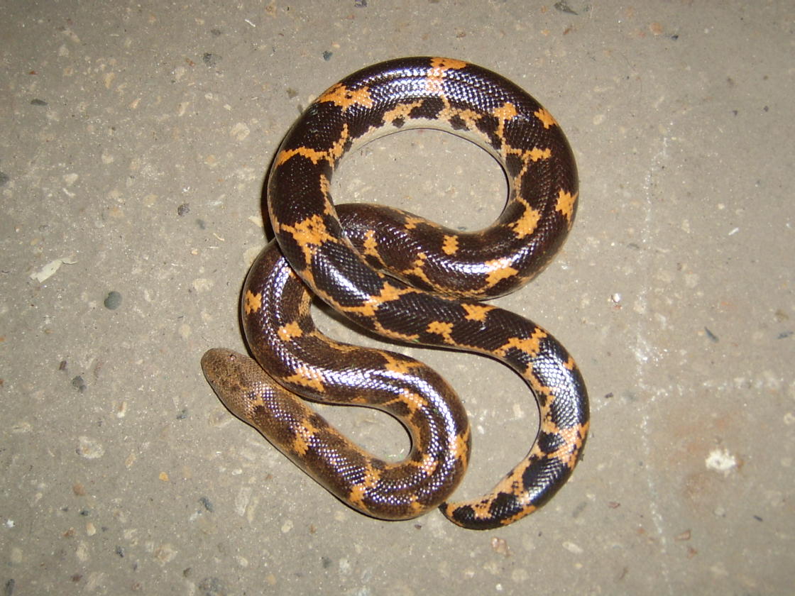 Male Saharan sand Boa