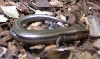 Male five-lined skink