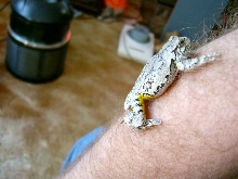 Gollum, my Gray Tree Frog