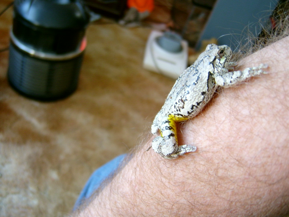 Gollum, my Gray Tree Frog
